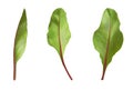 Set baby fresh beet leaves. Vector